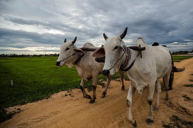 Ox Cart Ride of Rural Cambodia - The countryside transfer: rice paddies, palm trees, and small surprises