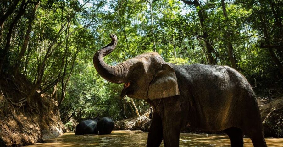 Phnom Kulen Park: Tour with Elephant Forest from Siem Reap - What the $230 price covers (and what you should budget for)