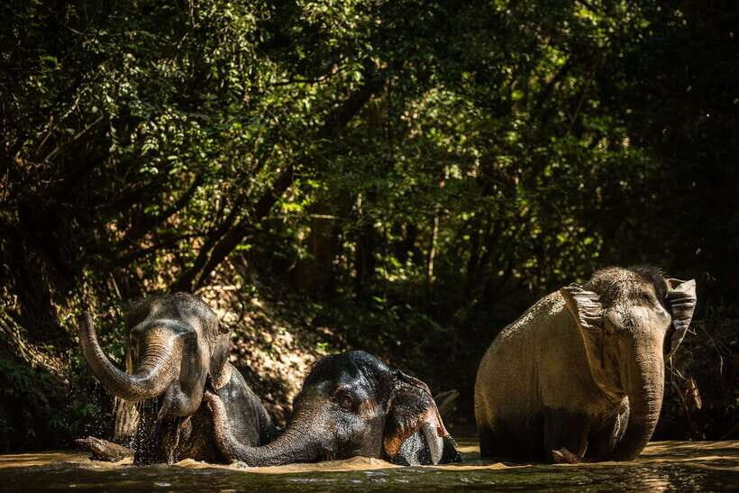 Phnom Kulen Park: Tour with Elephant Forest from Siem Reap - Small group rhythm: why max 6 participants matters