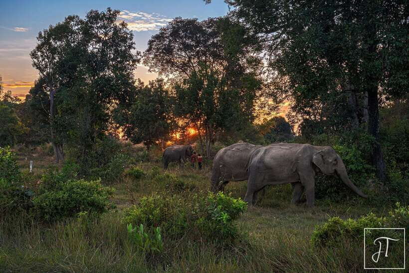 Phnom Kulen Park: Tour with Elephant Forest from Siem Reap - Who this tour is perfect for (and who should think twice)