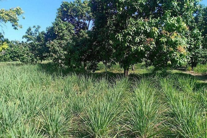 Phnom Penh Countryside Cycle Tour - The islands feel: Koh Dach, Mekong Island, and Silk Island context