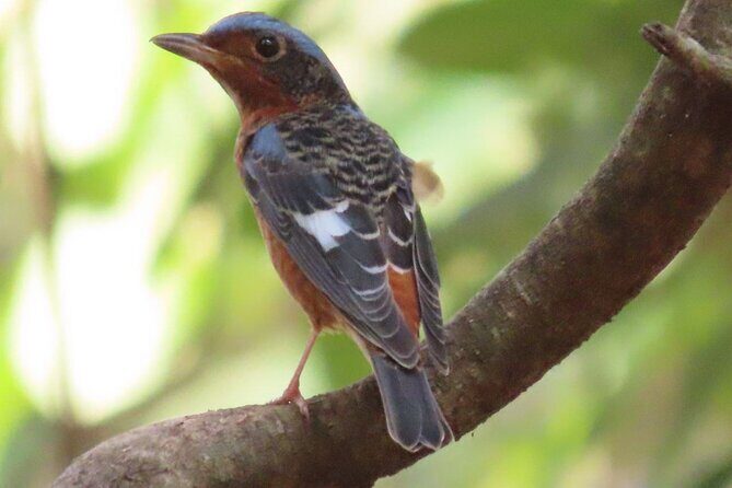 Phnom Penh & Kirirom National Park Birds Tour - Key Highlights You’ll Feel on the Ground