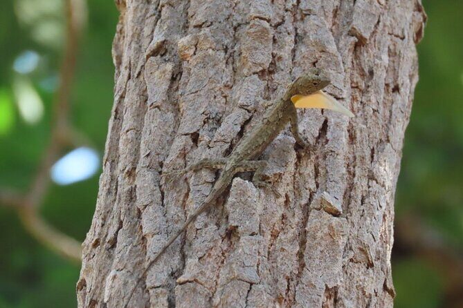 Phnom Penh & Kirirom National Park Birds Tour - Getting Oriented: What This Bird Tour Actually Delivers