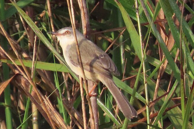 Phnom Penh & Kirirom National Park Birds Tour - Day 1 in Chambok: Mekong Morning to Lotus Fields