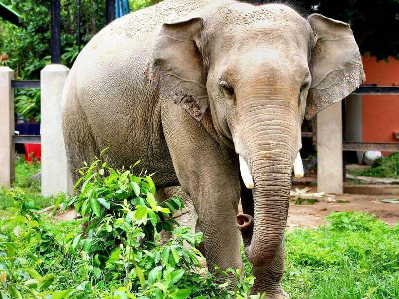 Phnom Tamao Wildlife Center & Buddha Kiri Cambodia Day Tour - What the guides and drivers add to the experience