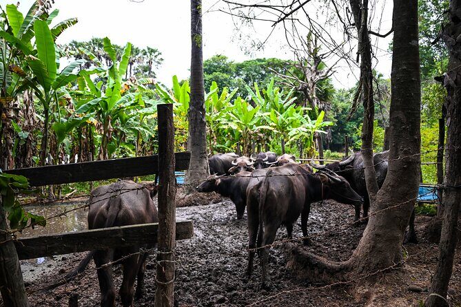 Private Angkor Sunrise Bike Tour Supported By Minivan - Ta Prohm: Tree Roots, Galleries, and Khmer Lunch
