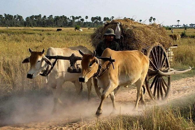 Private Siem Reap Quad Bike Adventure - Quad Bike Adventure Highlights You’ll Actually Notice