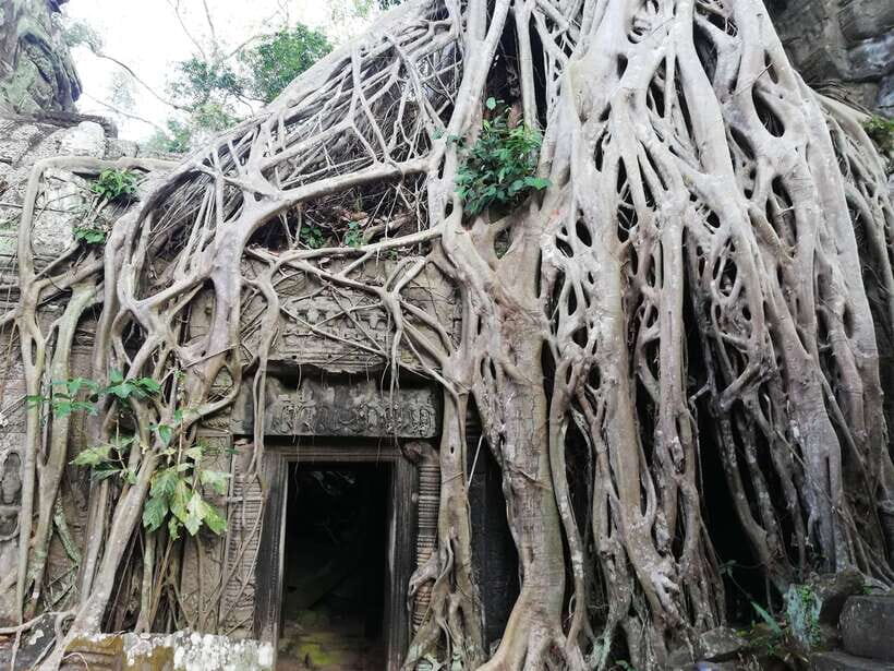 Private Sunrise Angkor Wat Tour - Angkor Wat at first light: what you’re really setting up to see