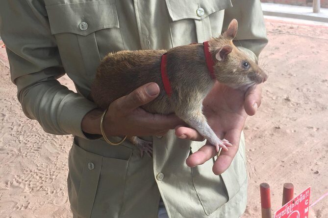 Private Tour: HERO Rats & Angkor National Museum - Wat Thmey Killing Fields: a short visit with a big emotional impact