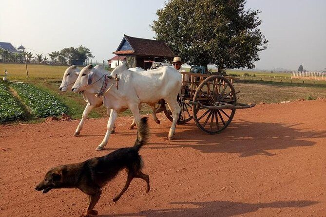 Rice Fields & Rural Villages Tour - Phnom Krom stop: market smells, lotus farm breaks, and lake views