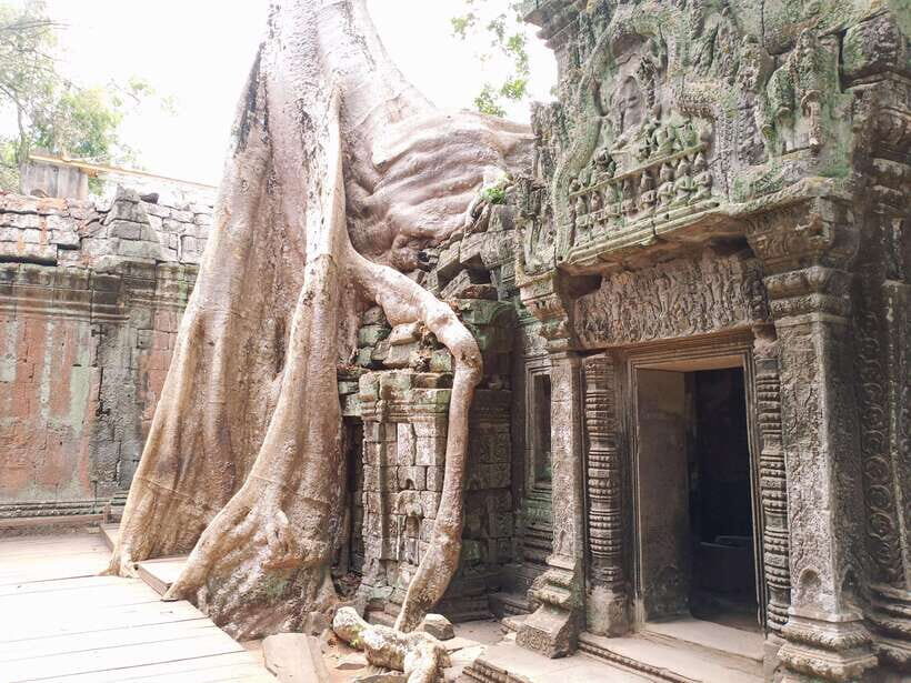Sharing Trip to Angkor Temple with sunset - Ta Prohm near sunset: roots, moss, and why this temple became famous