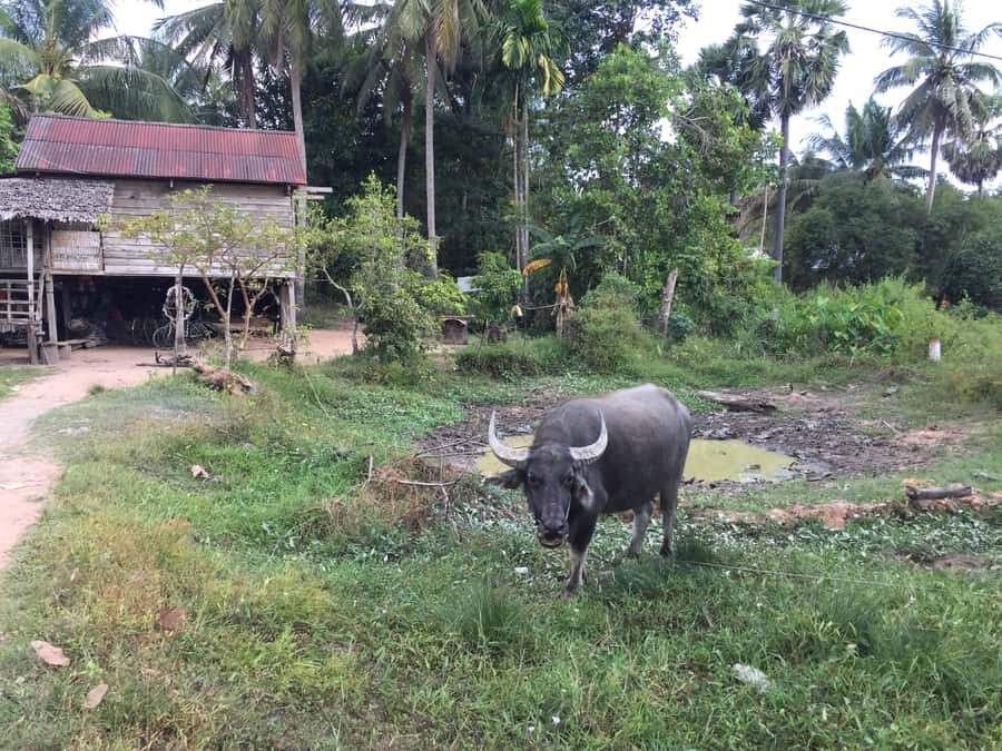 Siem Reap: 4-Day Angkor Wat and Beng Mealea Tour - Day 2: Angkor Thom in full detail, smaller temples off the main track, and Ta Prohm