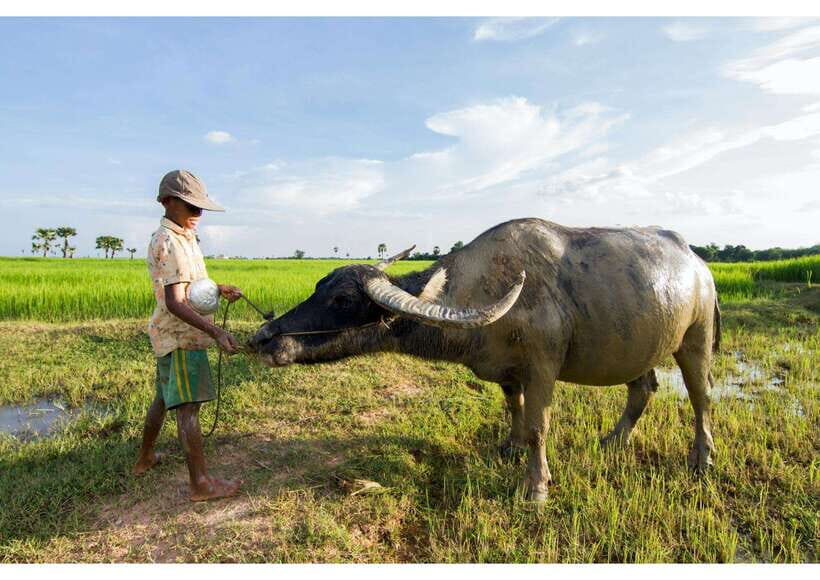 Siem Reap: Afternoon Cooking Class & Village Tour - Key highlights to look for