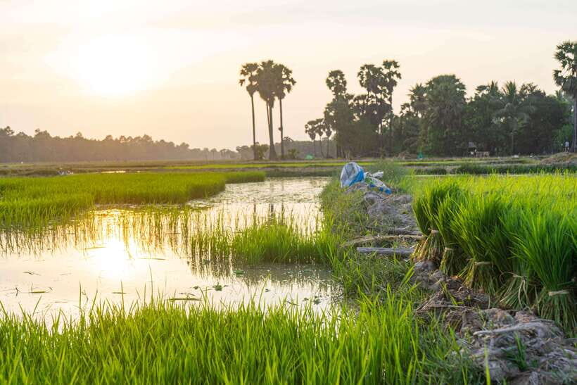 Siem Reap: Afternoon Cooking Class & Village Tour - Who should book this class (and who should skip it)