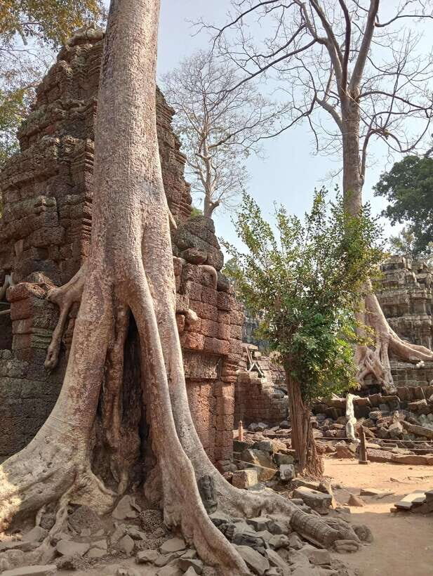 Siem Reap: Angkor Full-Day Group Tour with Japanese Guide - Day 1 from Ta Prohm to Angkor Wat: the core Angkor arc