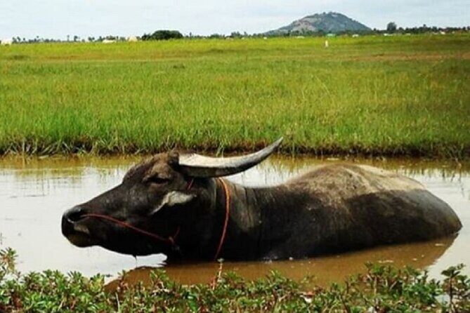 Siem Reap Countryside Sunset Jeep Tour - Half-day - Comfort, photos, and what to bring