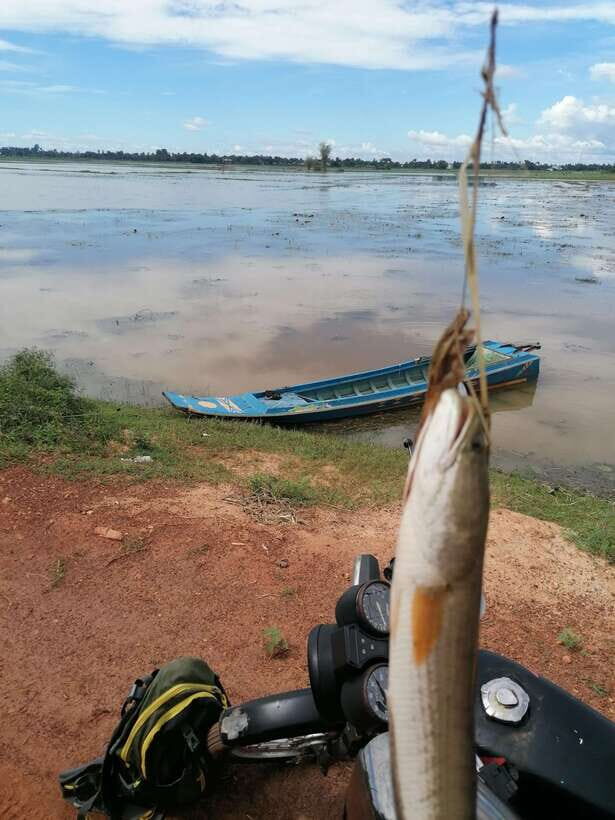 Siem Reap: Fishing in the rice fields, in the villages of Siem Reap - Finding the right rice-field spot when water levels change