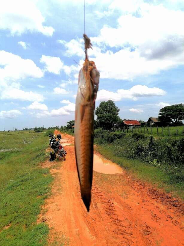 Siem Reap: Fishing in the rice fields, in the villages of Siem Reap - The snakehead strike: why this bite is hard to forget