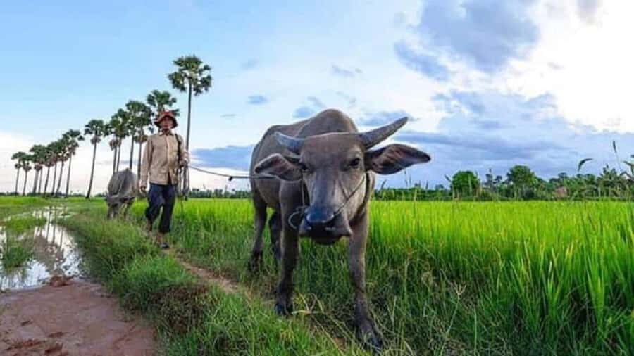 Siem Reap: Guided Countryside Sunset Tour by Jeep - Pagoda Time: A Calm Stop With a Meaningful Contrast