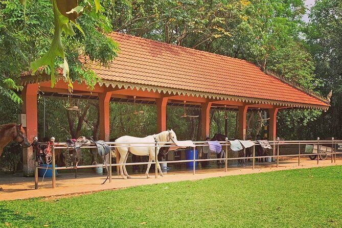 Siem Reap Happy Horse Riding Free Pick-up & Drop-off - Why This Horse Ride Feels Different Than a Temple Day