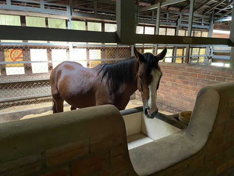 Siem Reap Happy Horse Riding Free Pick-up & Drop-off - Transfers by Tuk-Tuk: Door-to-Door Convenience That Saves Time