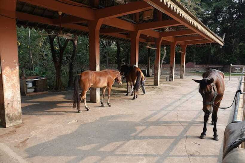 Siem Reap Happy Horse Riding Free Pick-up & Drop-off - The Instructor and Equipment: What That Means for Your Comfort