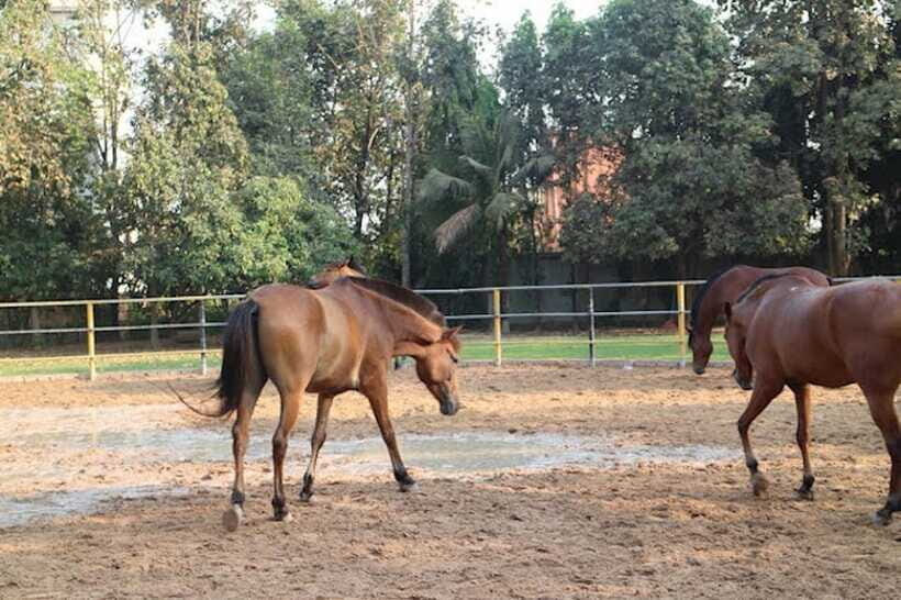 Siem Reap Happy Horse Riding Free Pick-up & Drop-off - Rules That Affect Your Day