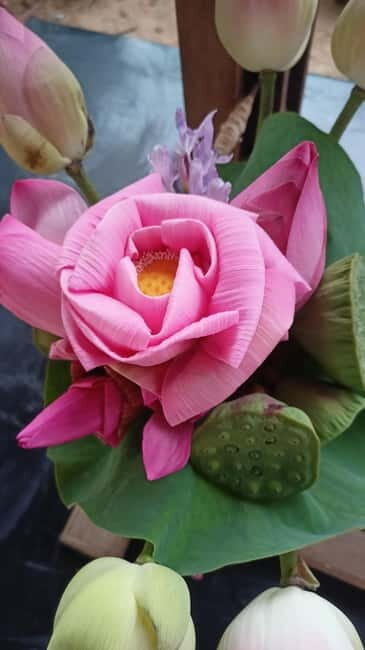 Siem Reap: Lotus Silk Farm- Tour, Lake & Masterclass - Price and what $70 really includes in 4.5 hours