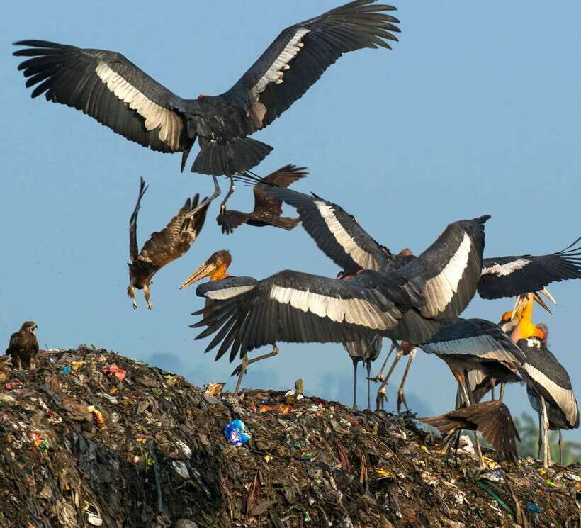 Siem Reap: Prek Toal Tonle Sap Biosphere Reserve Tour - Key highlights worth your morning