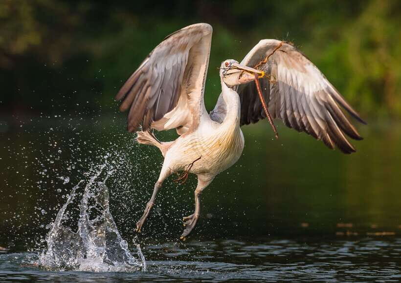 Siem Reap: Prek Toal Tonle Sap Biosphere Reserve Tour - Who this tour suits (and who should rethink it)