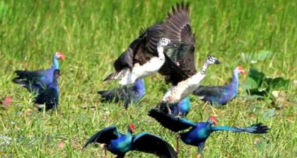 Siem Reap: Prek Toal Tonle Sap Biosphere Reserve Tour - Prek Toal on Tonle Sap: what makes the bird sanctuary special