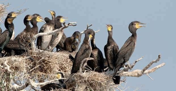 Siem Reap: Prek Toal Tonle Sap Biosphere Reserve Tour - Entering the Biosphere Reserve: guided birding with your licensed bird guide