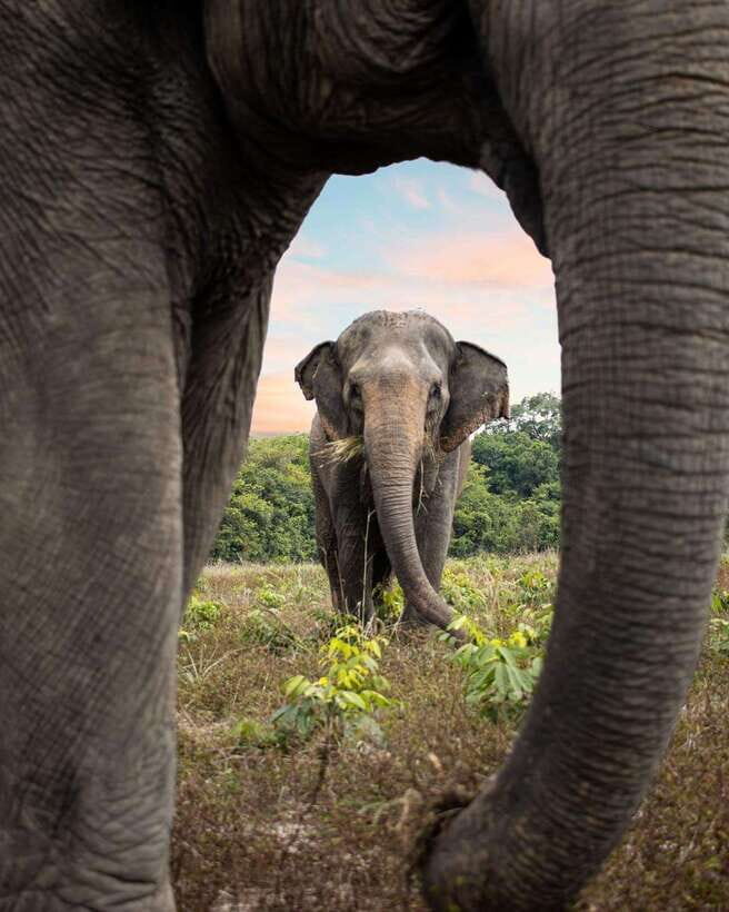 Siem Reap: Small Group Tour of Kulen Elephant Forest - If your guide is Seth: what to expect from the guiding style