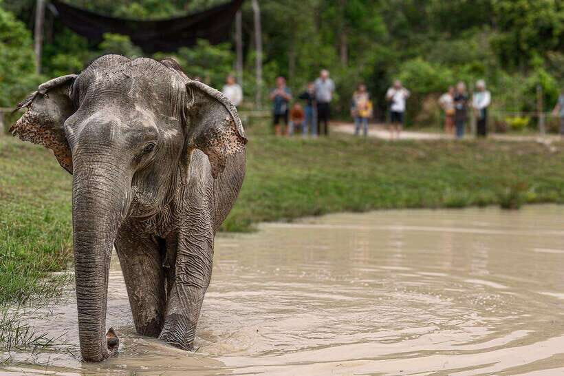Siem Reap: Small Group Tour of Kulen Elephant Forest - Mud, river time, and what to wear so you actually enjoy it