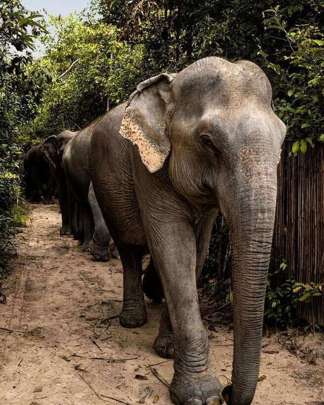 Siem Reap: Small Group Tour of Kulen Elephant Forest - Price and value: is $112 for 4–5 hours fair?