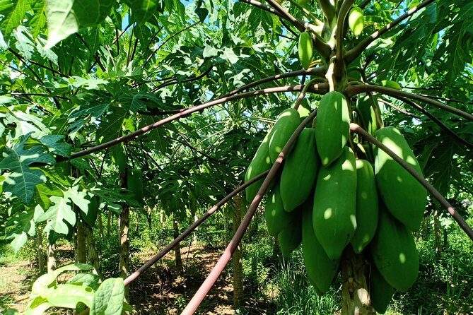 Silk Island Cycling Adventure & lunch with locals - Cycling the Mekong Side: Koh Dach Roads and Real Working Life