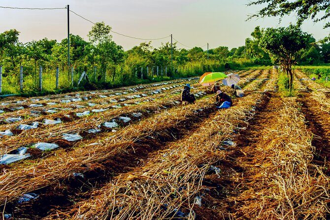 Silk Island Private Half-Day Tour from Phnom Penh - Price and value: does $97 make sense for what’s included?
