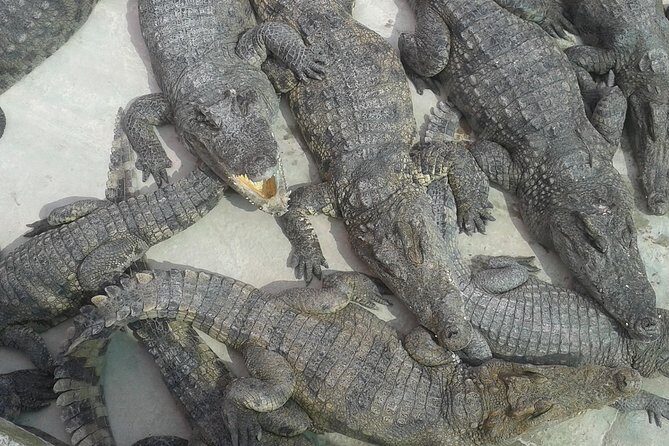 War Museum, Killing Field and Floating village ( Chong Kneas) Tour - What You’re Paying for: value at $75 (plus two small entrances)